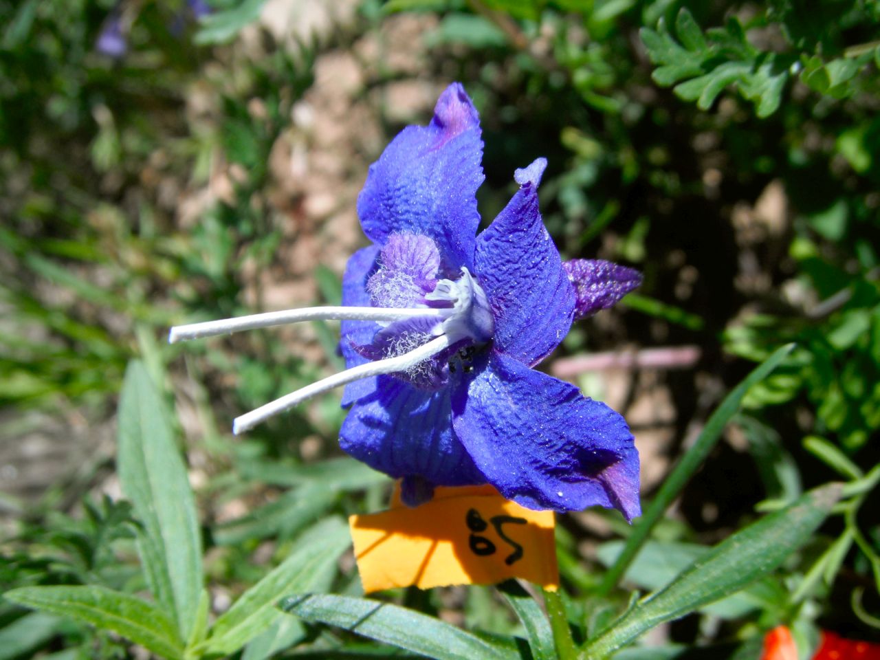 Using paper wicks to remove nectar from two nectar spurs in a Delphinium nuttallianum (larkspur) flower.