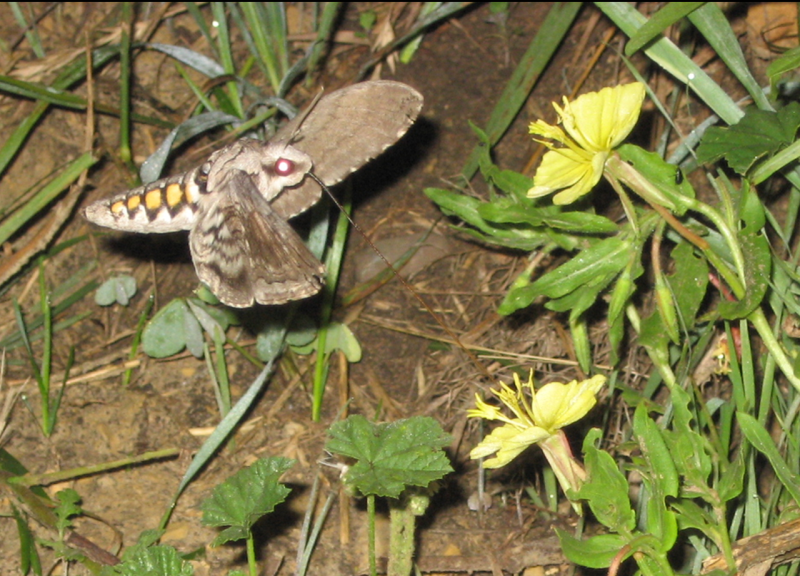 Hawkmoth (Manduca quinquemaculata) visiting Onagraceae coloradoensis neomexicana. Photo by S. Fabricant.