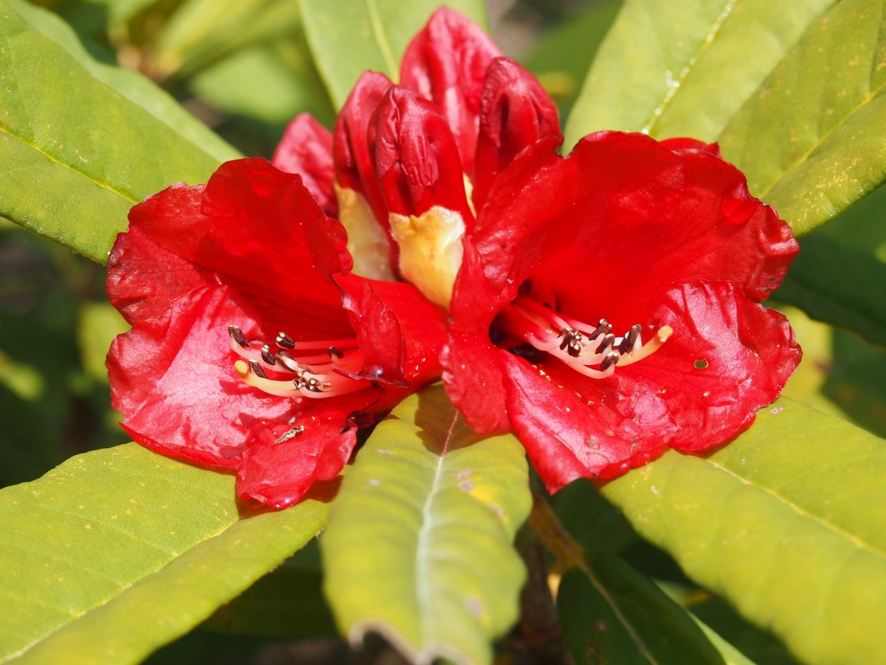 A Rhododendron floccigerum inflorescence