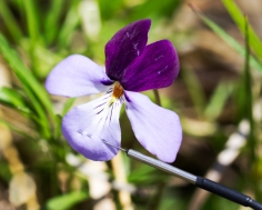 Rosettes of concolour morphs of Viola pedata, growing in an exposed, sunny, dolomite glade outnumbered bicolour morphs by 40:1 over two seasons.  In contrast, bicolours equaled or outnumbered concolours in a forested, shady slope over two seasons.  Burnin
