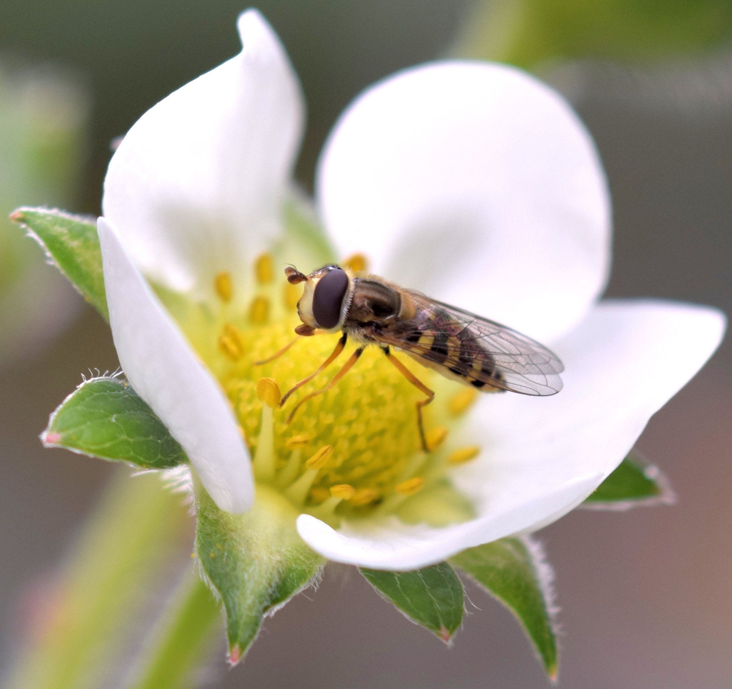 An aphid-eating hoverfly visiting a strawberry flower