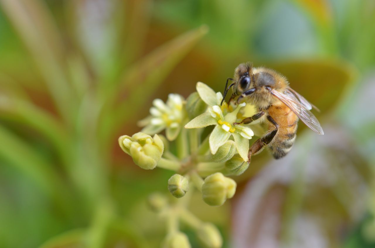 A timelapse camera system, used to study avocado (Persea americana) flowering, captures a honey bee (Apis mellifera) visiting a female-phase 'Hass' flower.