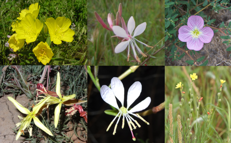 Examples of Oenothera floral diversity