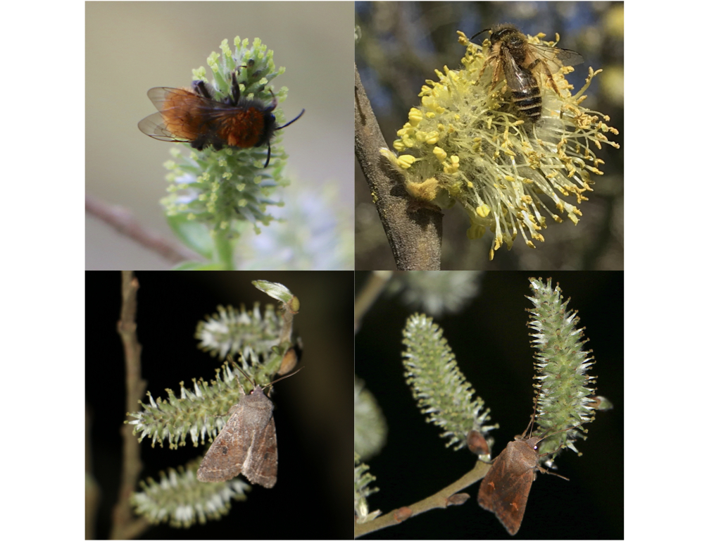 Insect pollinators of Salix caprea