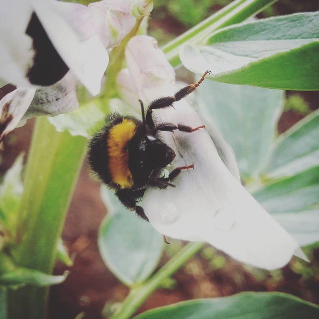 bombus terrestris robbing nectar