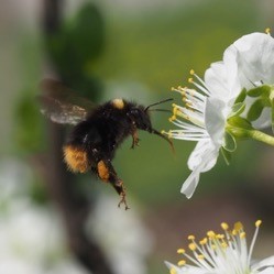Early bumblebee visiting plum flowers