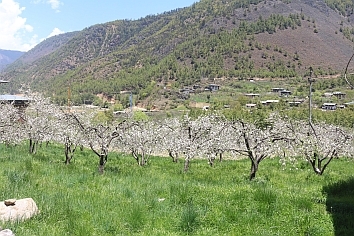 apple orchard in Buthan