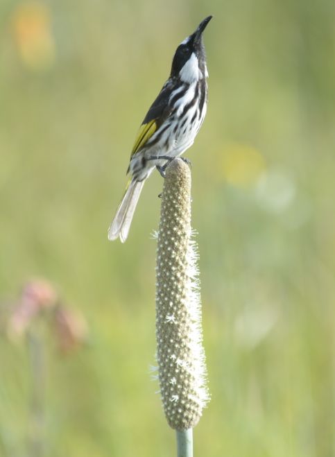 White-cheeked Honeyeater about to probe flowers on Xanthorrhoea sp.