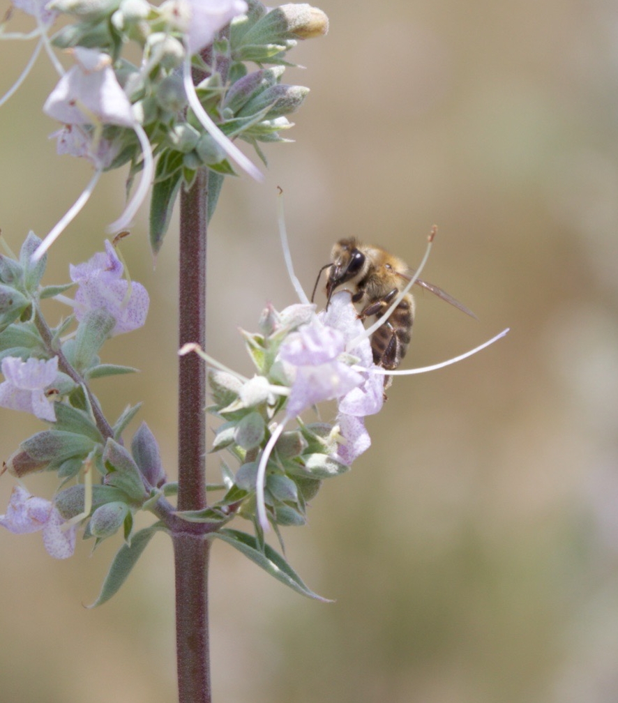 A honey bee foraging on White Sage