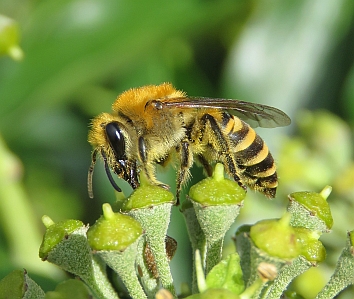 A female ivy bee (Colletes hederae) feeding on ivy flower (Photo by Steven Falk)