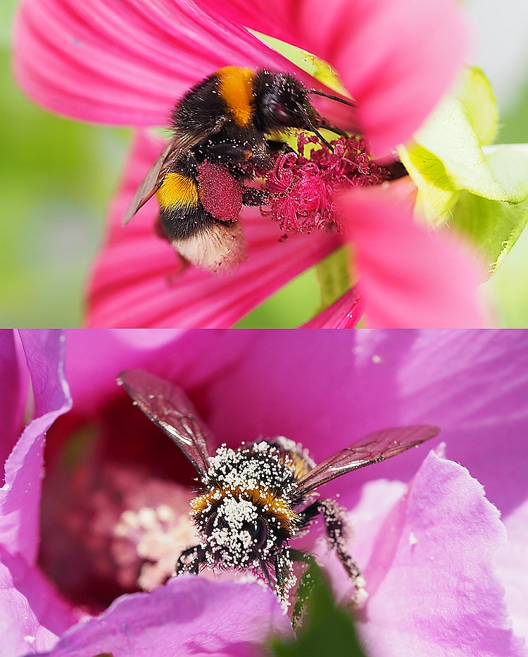 Bumble bee collecting pink pollen of Malope trifida on its hind legs (above); bumble bee densely covered with pale yellow pollen of Hibiscus syriacus, but unable to collect it (below)